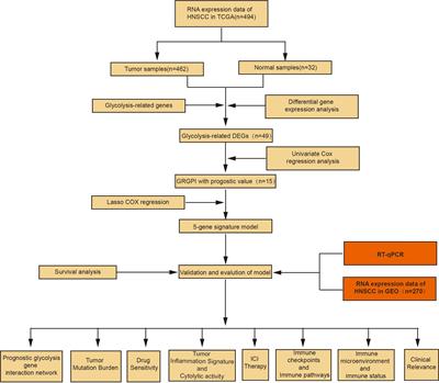 Frontiers Development And Validation Of A Grgpi Model For Predicting